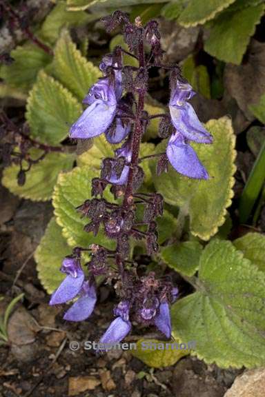 coleus lanuginosis 1 graphic